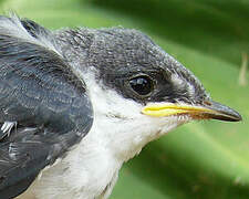 White-winged Swallow