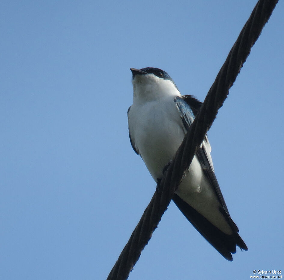 Hirondelle à ailes blanchesadulte