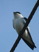 White-winged Swallow