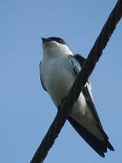 Hirondelle à ailes blanches