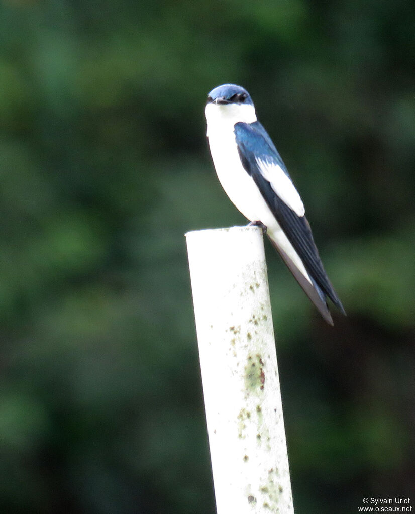 Hirondelle à ailes blanchesadulte