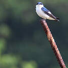 Hirondelle à ailes blanches