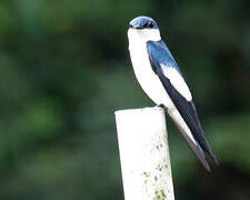 White-winged Swallow