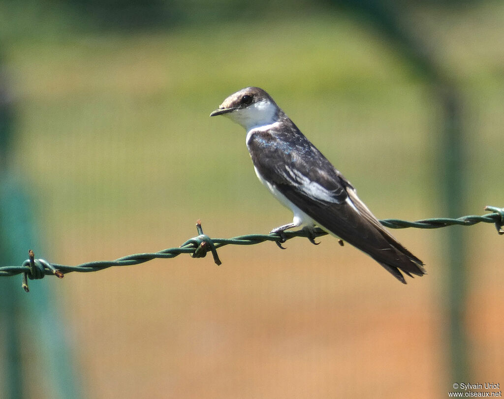 Hirondelle à ailes blanchessubadulte