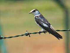 White-winged Swallow