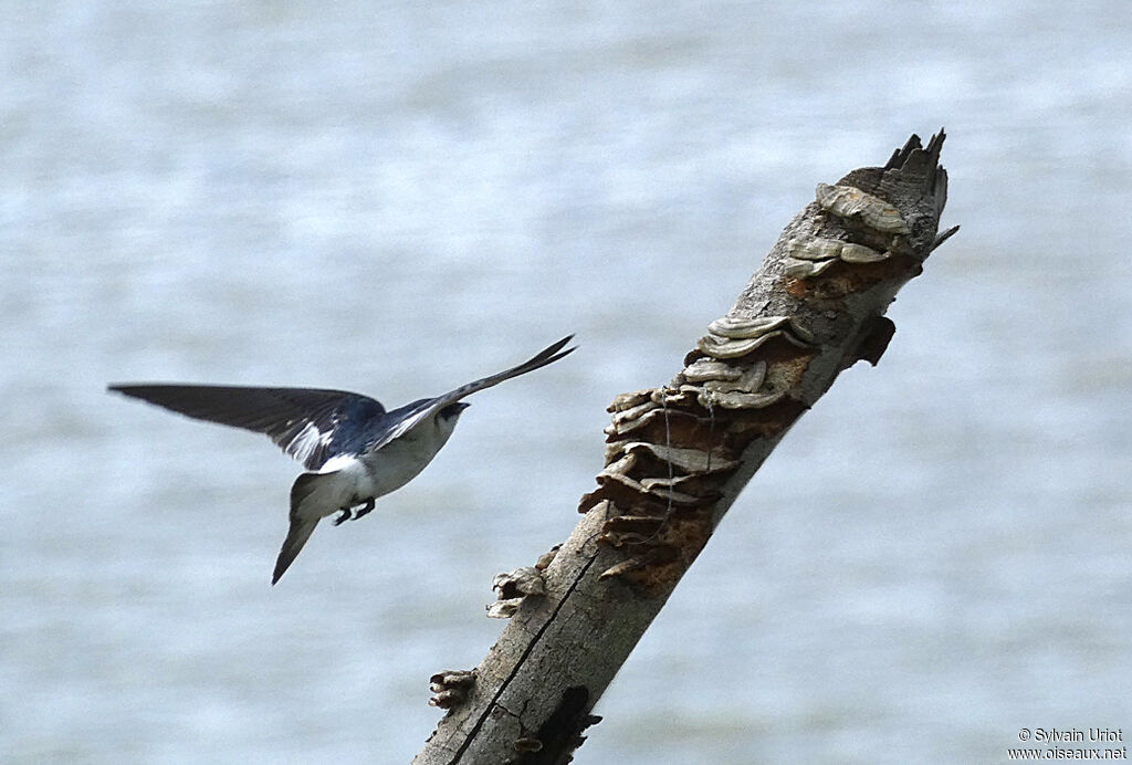 Hirondelle à ailes blanchesadulte