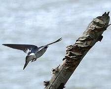 White-winged Swallow