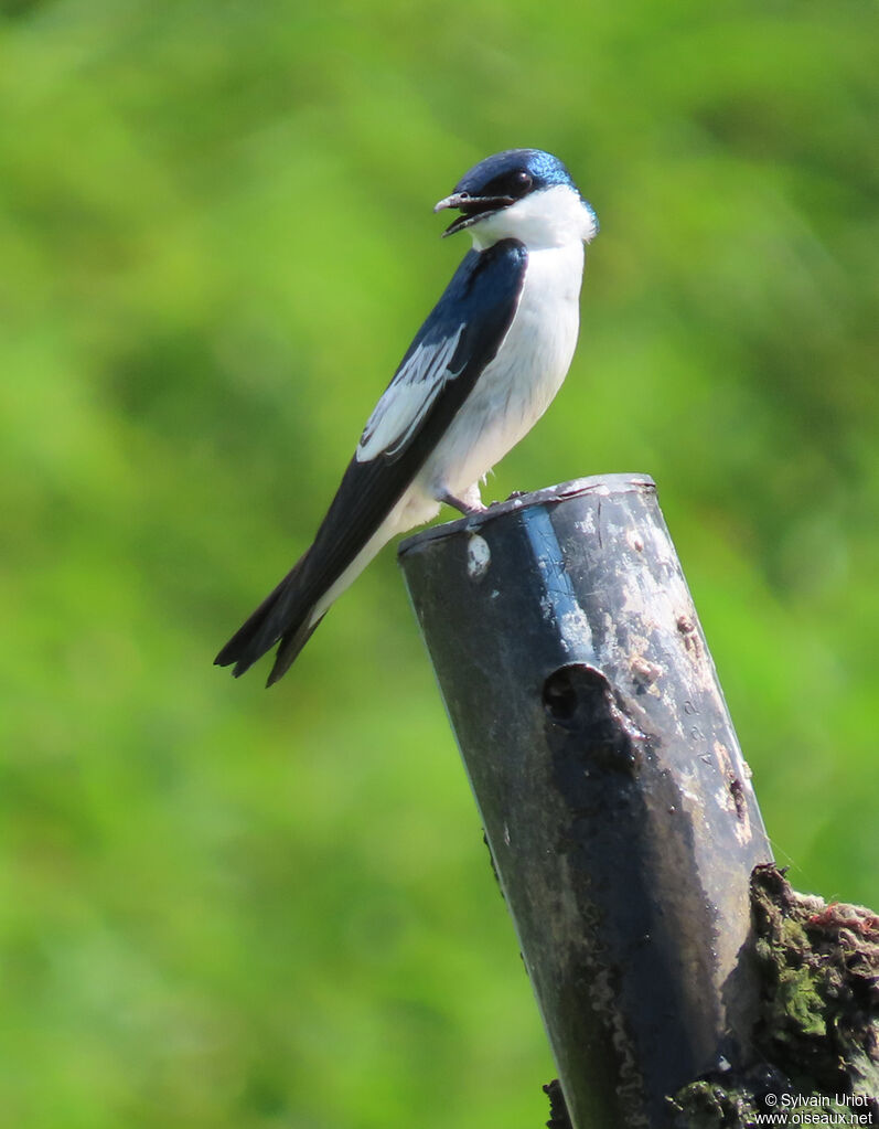 Hirondelle à ailes blanchesadulte