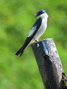 White-winged Swallow