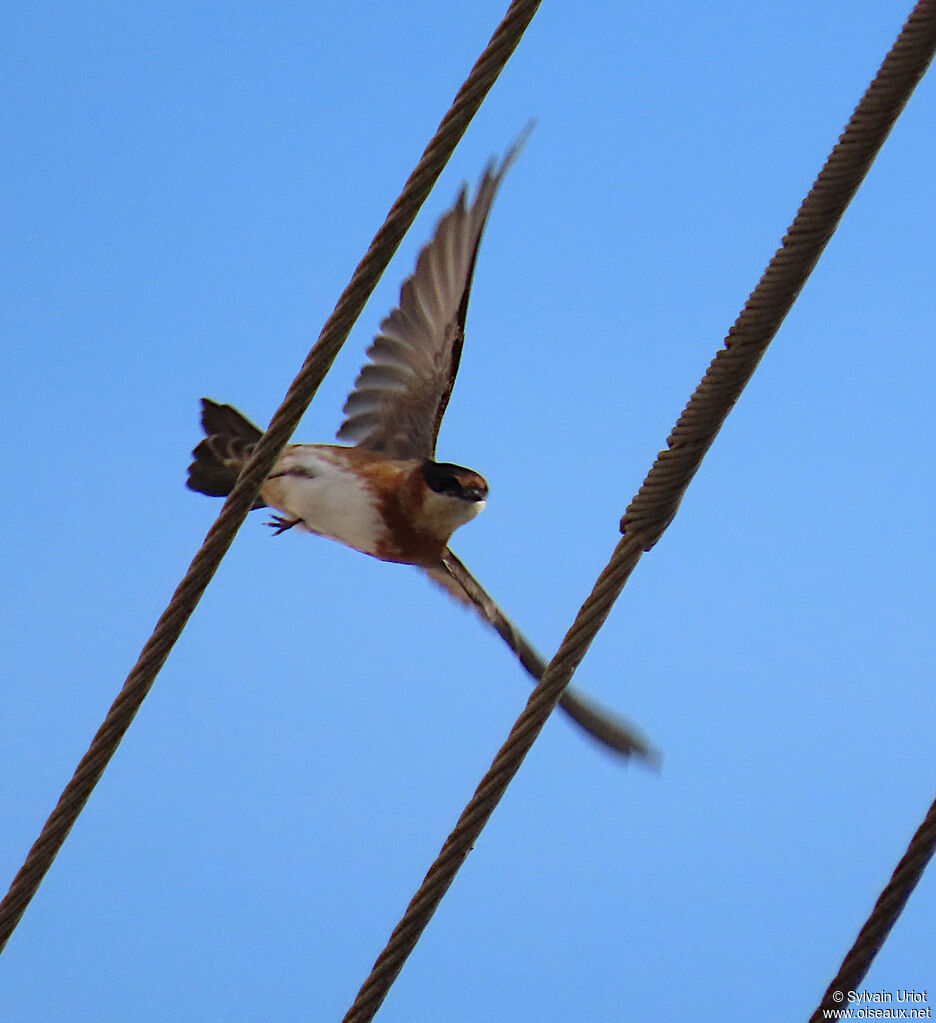 Hirondelle à bande rousseadulte