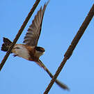 Hirondelle à bande rousse