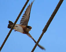 Chestnut-collared Swallow