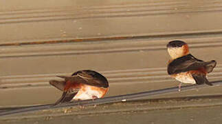 Chestnut-collared Swallow