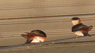 Chestnut-collared Swallow