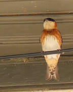 Chestnut-collared Swallow