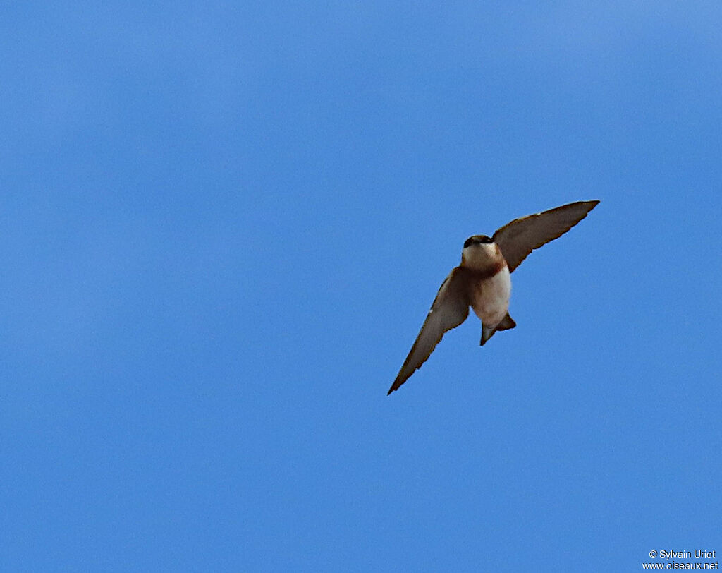 Hirondelle à bande rousseadulte