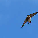 Hirondelle à bande rousse