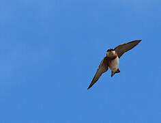 Chestnut-collared Swallow