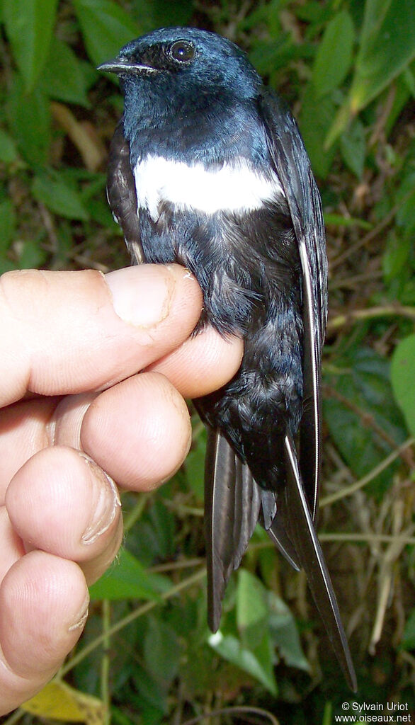 Hirondelle à ceinture blancheadulte