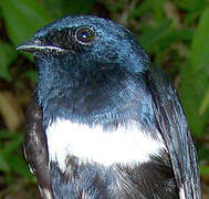 White-banded Swallow