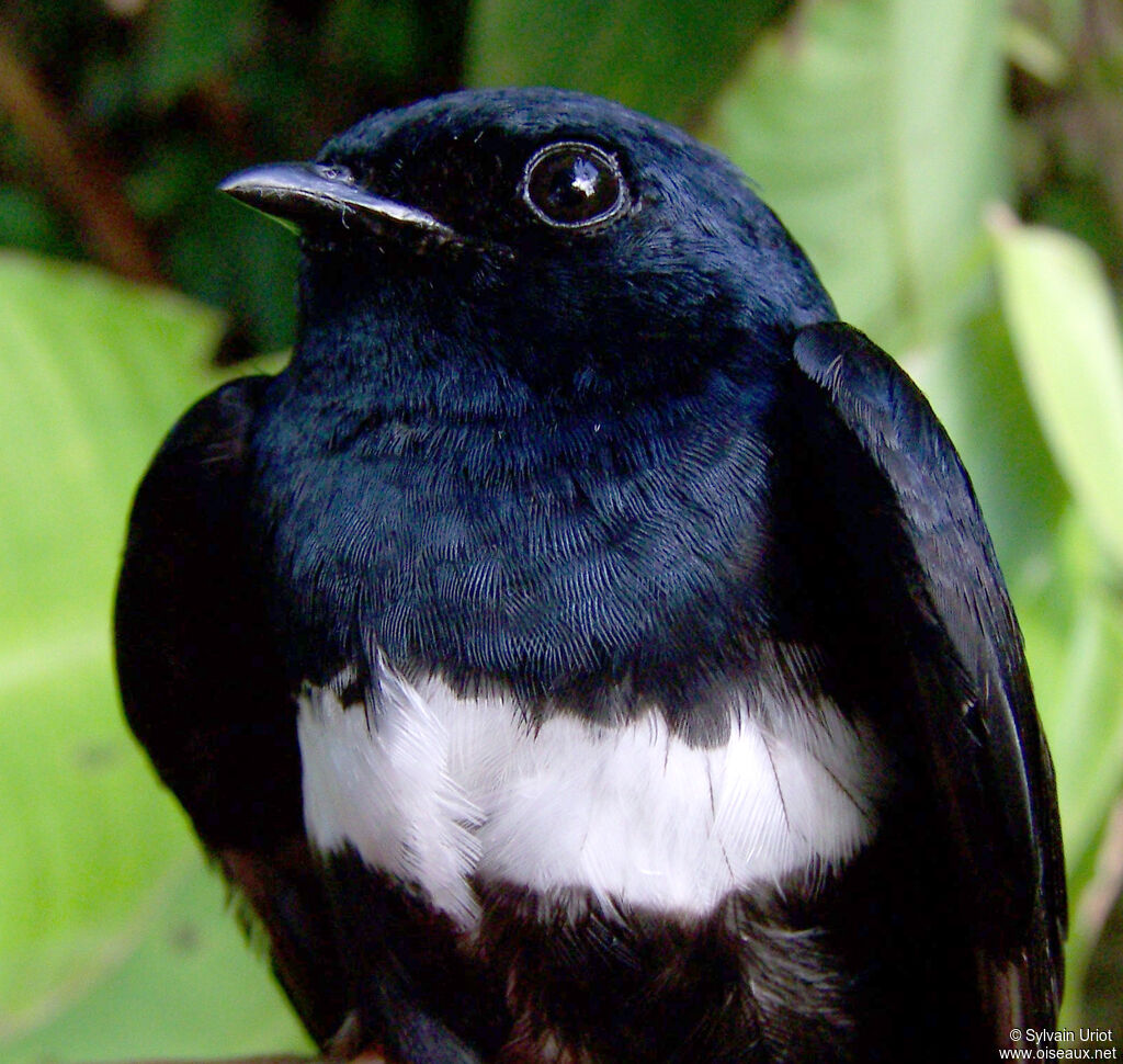 White-banded Swallowadult