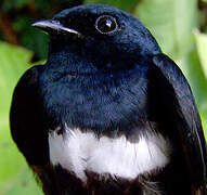 White-banded Swallow