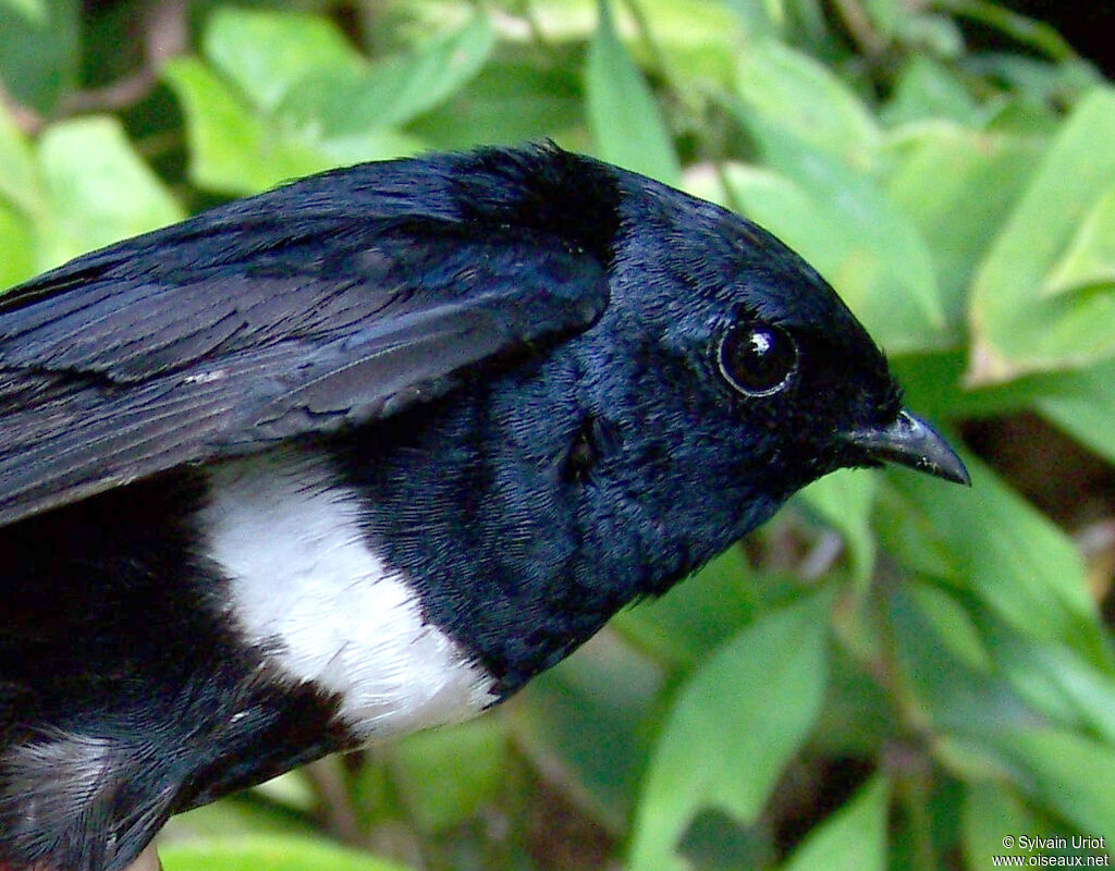 Hirondelle à ceinture blancheadulte