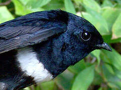 White-banded Swallow