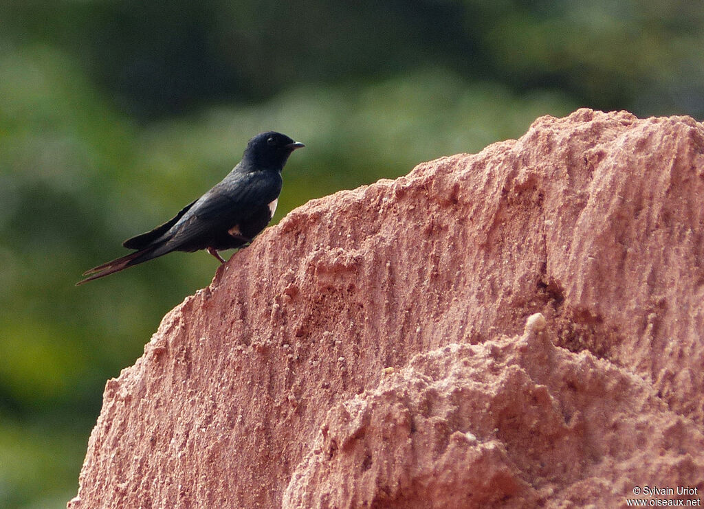 White-banded Swallowadult