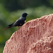 White-banded Swallow