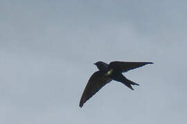 White-banded Swallow