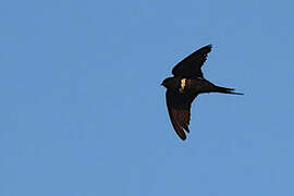 White-banded Swallow