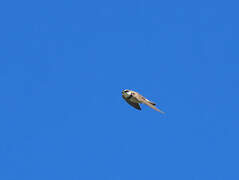 Banded Martin