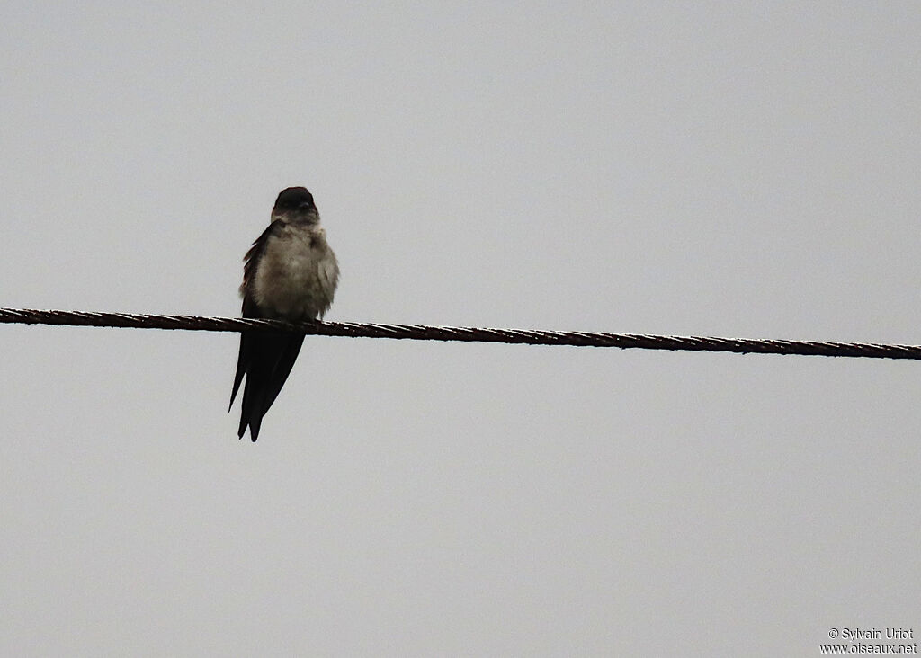 White-thighed Swallowadult