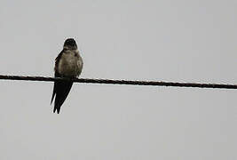 White-thighed Swallow