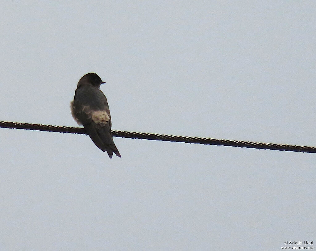 White-thighed Swallowadult