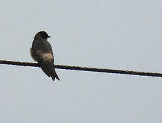 White-thighed Swallow