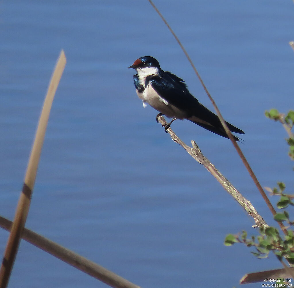 White-throated Swallowadult