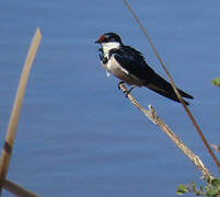 White-throated Swallow