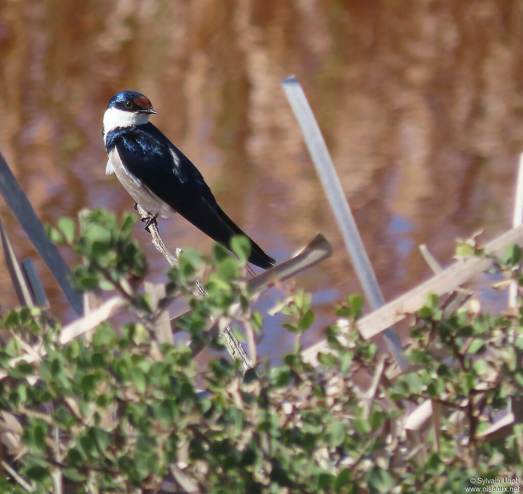 White-throated Swallowadult