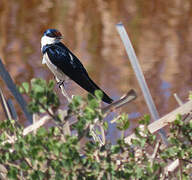 White-throated Swallow