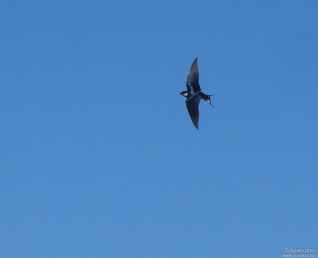 White-throated Swallowadult