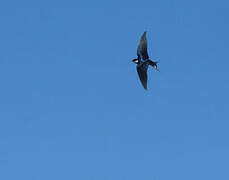 White-throated Swallow