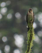 Hirondelle à gorge rousse