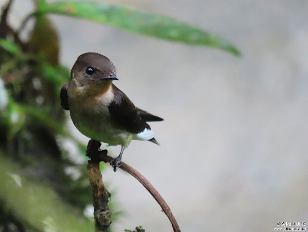 Hirondelle à gorge rousse