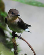 Southern Rough-winged Swallow