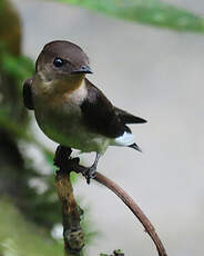 Hirondelle à gorge rousse