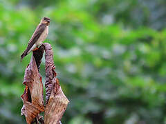 Southern Rough-winged Swallow