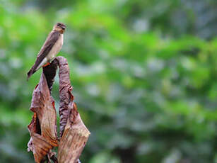 Hirondelle à gorge rousse