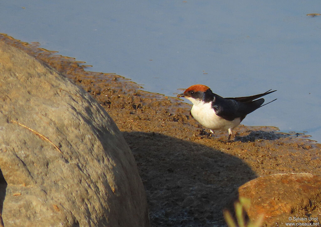 Hirondelle à longs brinsadulte